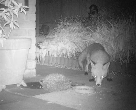 Do badgers or foxes eat hedgehogs? - Hedgehog Street