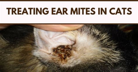 How To Kill Ear Mites In Cats At Home - CatWalls