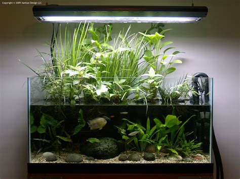 What Type Of Light Do Aquarium Plants Need at Russel Tewksbury blog