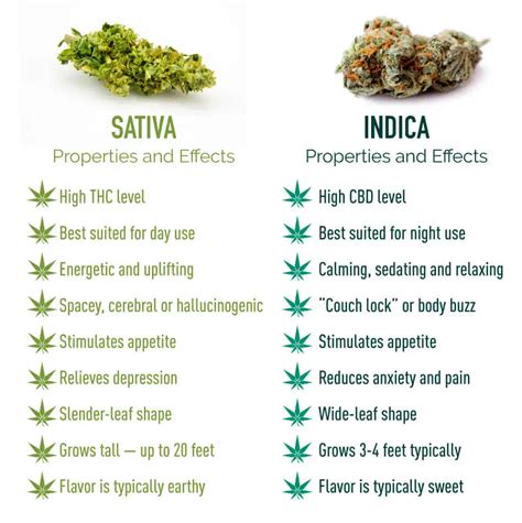 Indica vs. Sativa | Effects, Strains & More – Marijuana Doctors