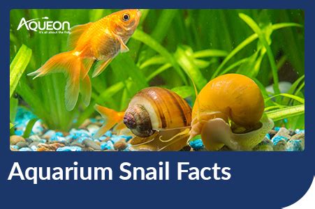 Aquarium Snail Facts