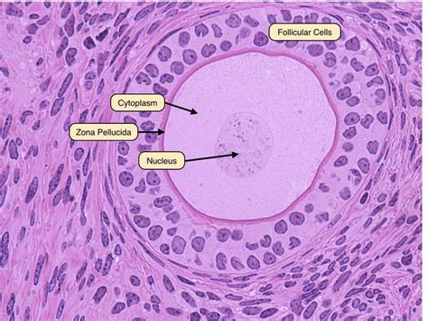 late primary follicle | Medical science, Biology, Histology slides