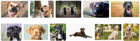 Lab Mix Breeds: Top 27 Labrador Mixes - Pet Care Stores