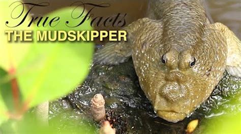 True Facts About the Amazing Amphibious Mudskipper