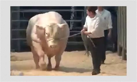 Viral Video Clip Shows A Cross-Breed Of Pig And Cow? No, It's A Hoax | BOOM