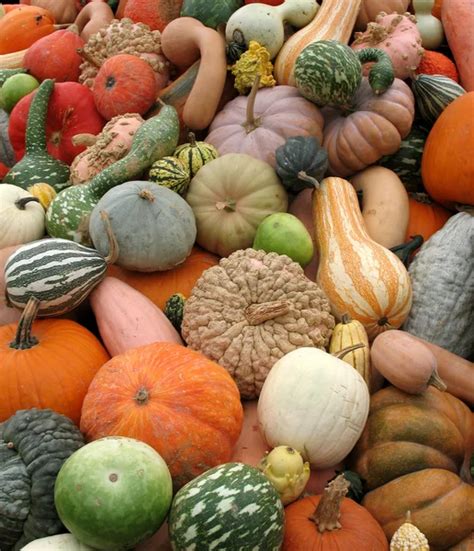 Pumpkins and gourds — Stock Photo © slowbird #5603348