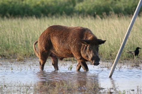 The ins and outs of feral hog hunting in Texas