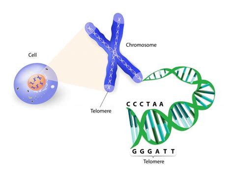 Scientists find way to increase length of human telomeres