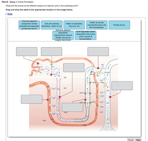 Solved Part D - Steps in Urine Formation What are the events | Chegg.com