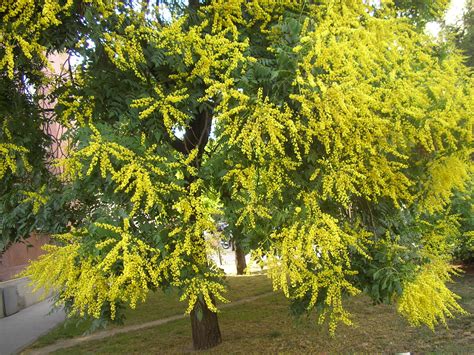 Koelreuteria paniculata - Balkan Ecology Project