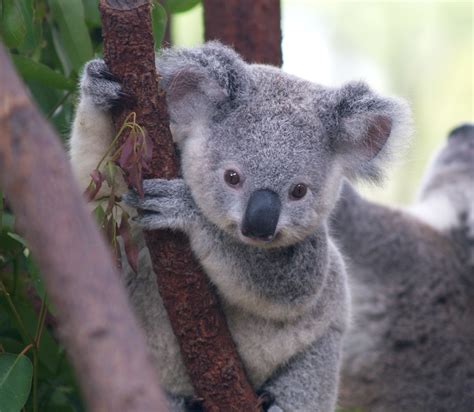 A baby koala :)) : r/aww