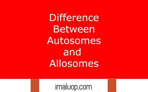 Differences Between Autosomes and Allosomes - Imaluop - IMALUOP