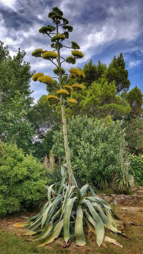 Agave (Agave, Century Plant) | North Carolina Extension Gardener Plant ...