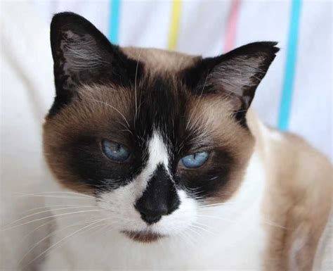 The Snowshoe Cat #bestcatbreeds #cats #catbreeds #catspecies #snowshoe | Snowshoe cat, Cat facts ...