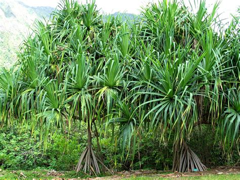 File:Pandanus tectorius (5187732979).jpg - Wikimedia Commons