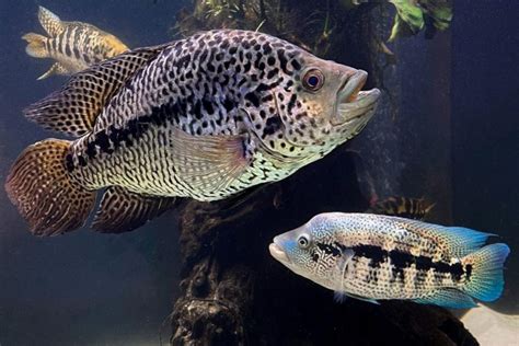 Jaguar Cichlid Care - Size, Life Span, Tank Mates, Breeding