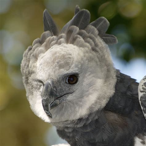 Harpy Eagle (Harpia harpyja) | about animals