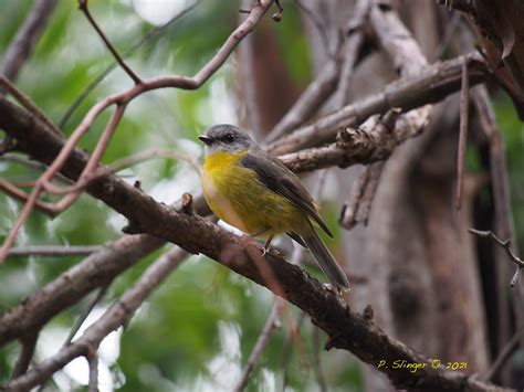 What’s Lurking In Your Backyard? – #39 Eastern Yellow Robin – Habitat Ecology