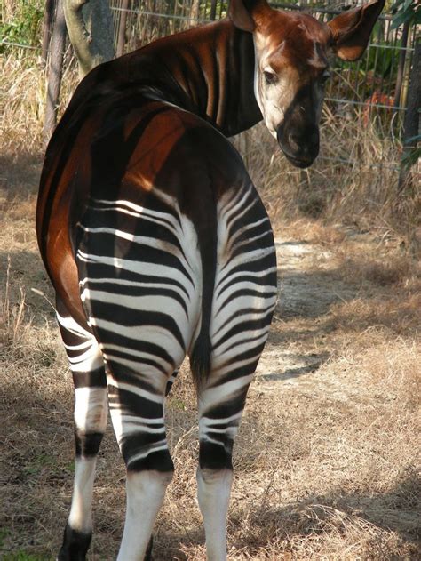 23 best images about Okapi, Forest Giraffe, Okapia johnstoni, giraffid artiodactyl mammal from ...