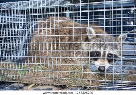 525 Raccoon In Trap Images, Stock Photos & Vectors | Shutterstock