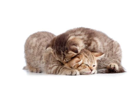 Two Small Kittens Playing Together Stock Images - Image: 24923694