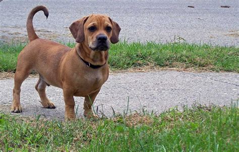 Dachshund Mix Breeds: Surprising Combos - Dachshund Joy