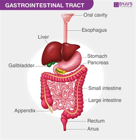 Gastrointestinal Tract Anatomy