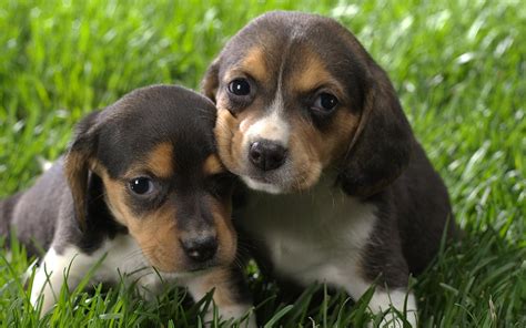 Two tiny beagle puppy on grass wallpapers and images - wallpapers, pictures, photos