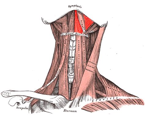 Mylohyoid Muscle - Physiopedia