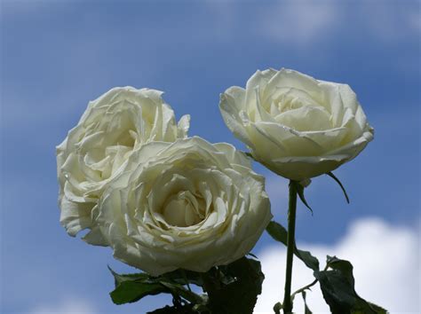 Imagenes De Rosas Blancas Hermosas