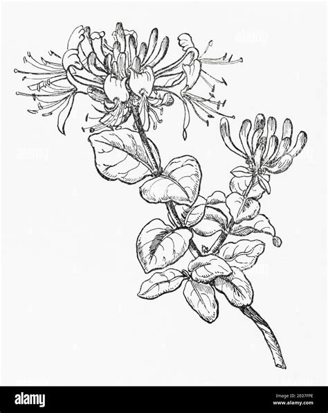 Honeysuckle Flower Drawing