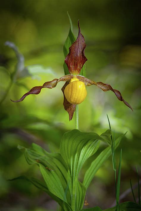 Large Yellow Lady-Slipper Orchid Photograph by W Chris Fooshee - Fine Art America