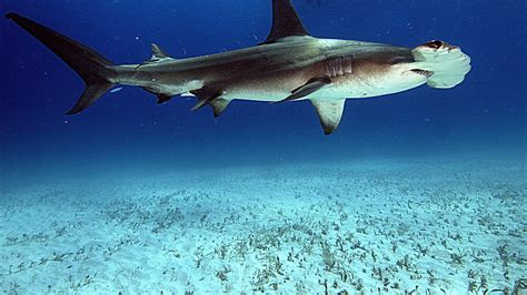 Hammerhead Shark Habitat