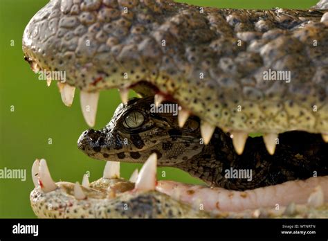 Broad nosed caiman hi-res stock photography and images - Alamy