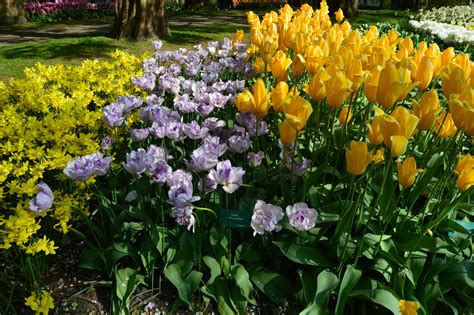 Keukenhof Tulip Garden in The Netherlands - Photo by Mickey Gast Flower Catalogs, Million ...