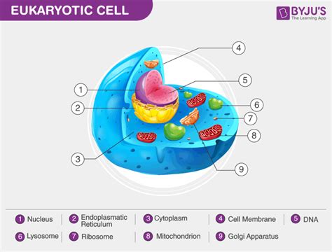 Eukaryotic Cell Diagram 2d