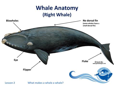 Whale Anatomy