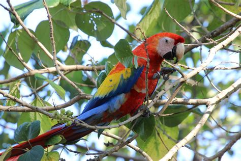 Scarlet Macaw Reintroduction | Wild Sun Rescue