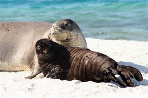 Hawaiian Monk Seal Myths Vs. Facts : Biological Science Picture Directory – Pulpbits.net