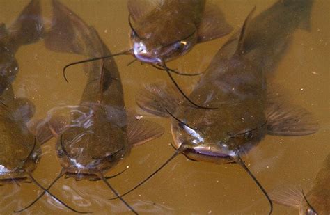 Bullhead - Description, Habitat, Image, Diet, and Interesting Facts