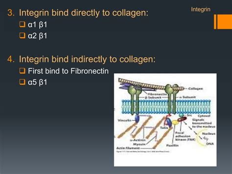 Cell adhesion molecules