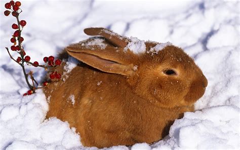 Animals in the Snow Wallpaper - WallpaperSafari