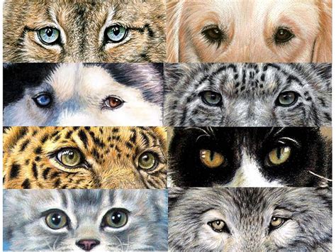 Animal Eyes Drawing by Nicole Zeug