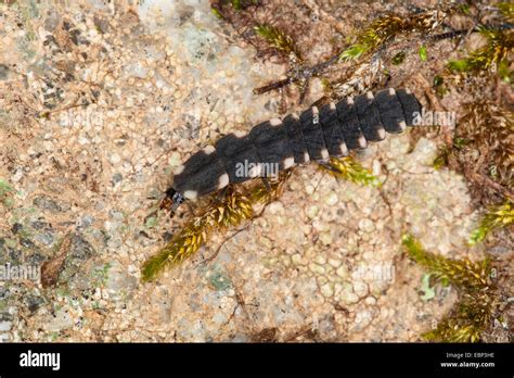 Beetles larvae bugs hi-res stock photography and images - Alamy