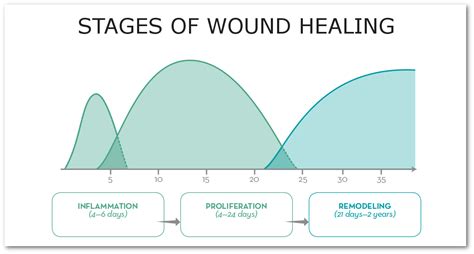 What To Know About Tissue Healing Timelines | The Prehab Guys