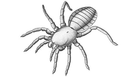 Ancient spider relative hints at origins of web spinning | Science | AAAS