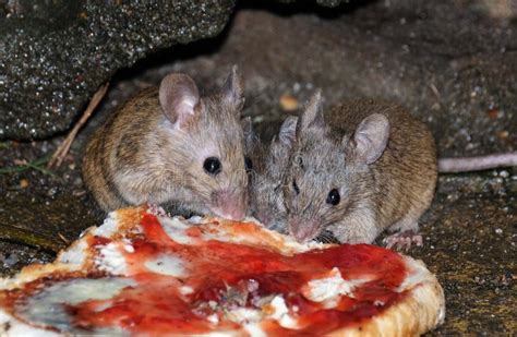 Mouse Feeding in Urban House Garden. Stock Image - Image of fast, hide: 115203515