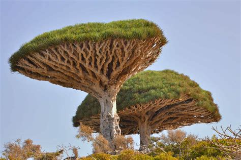 Top 10: Iconic African trees | Natural World | Earth Touch News