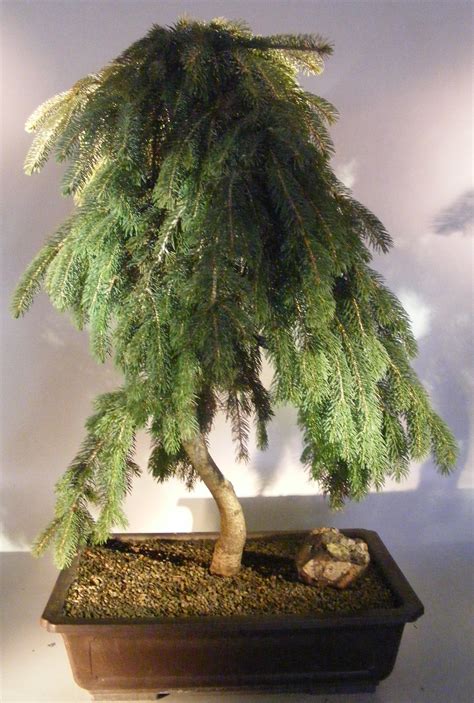 Norway Spruce Bonsai