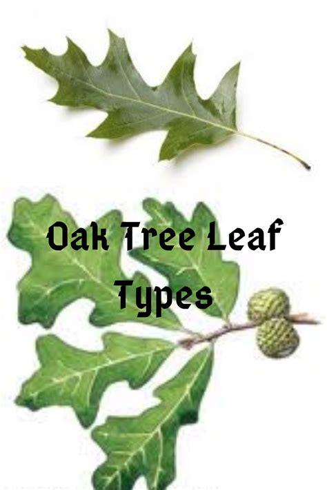 Texas Oak Tree Leaves Identification Chart – NBKomputer